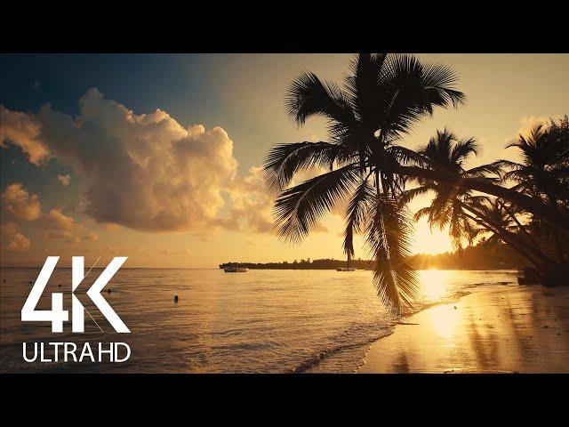 8 HOURS Calm Ocean Waves Sounds - Tropical Beach Sunrise 4K Video