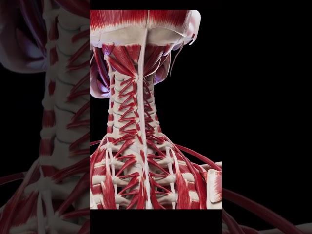 MUSCULATURA PROFUNDA DO PESCOÇO - ANATOMIA #005