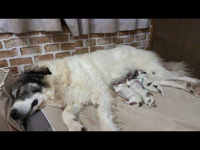 【やっとありつけた】只今帰りました️【Great Pyrenees】