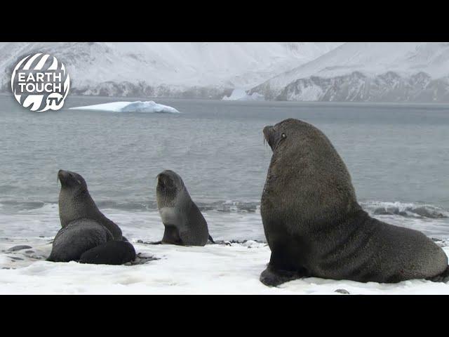 Dominant male fur seal protects females and their adorable pups