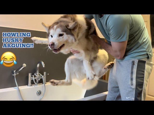 Stubborn Talking Husky Arguing Refusing To Have A Bath!.