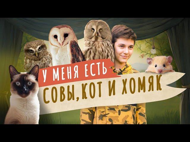 Как подружились совы, кот и хомяк? Мой питомец