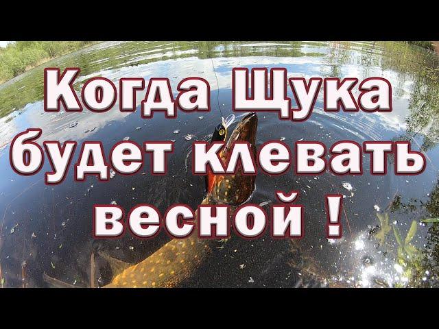 КОГДА щука БУДЕТ КЛЕВАТЬ весной !!! Тактика ловли щуки весной на реке . Рыбалка на Щуку .