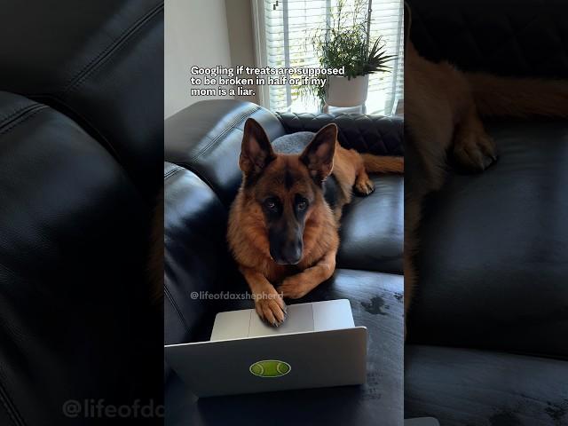 Mom forgets how smart us GSDs are. #germanshepherd