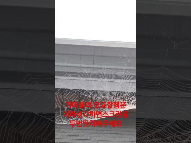 ️거미줄의신비️왕거미의그물함정️