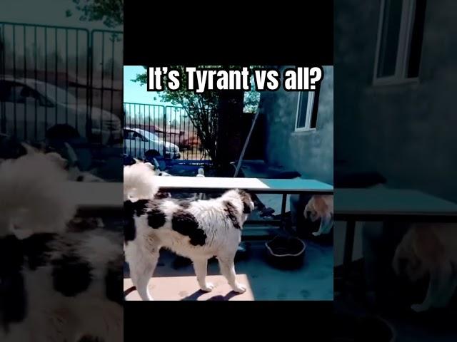 Tyrant vs Everyone  | Who's Really in Charge? #shorts