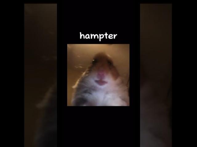 hampter | credit: chobus | Not my art #shorts #hampter #meme