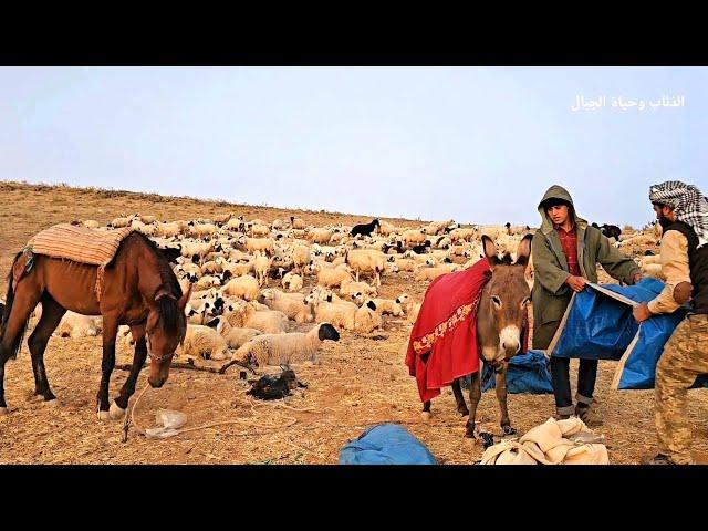 تدريب جراء كلب الكانجال - هجرة راعي الغنم نحو الجنوب