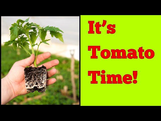 Hoss Tomato Plugs vs MY Tomato Seedlings... Who Wins?   #growhoss   #hosstools   #tomatoseedlings