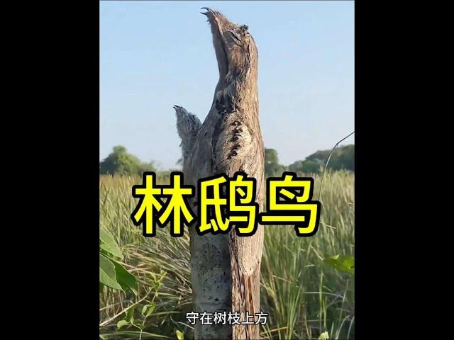 鳥界中的偽裝大師林鴟鳥！ #林鴟鳥 #動物世界看人生百態 #神奇動物在這裡 #野生動物解說