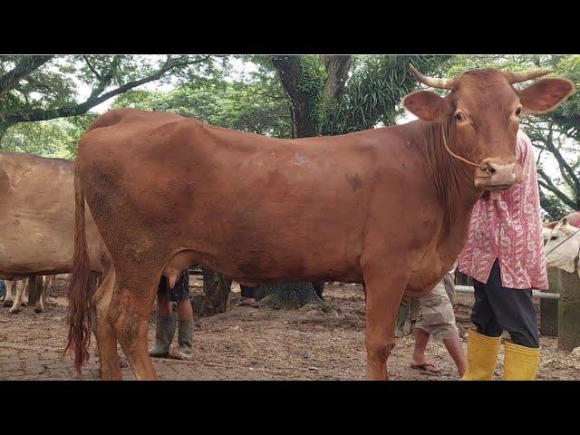 10 JUTA‼️MURAH POL BABON HAMIL 4 BULAN | Pasar Sapi Jatirogo