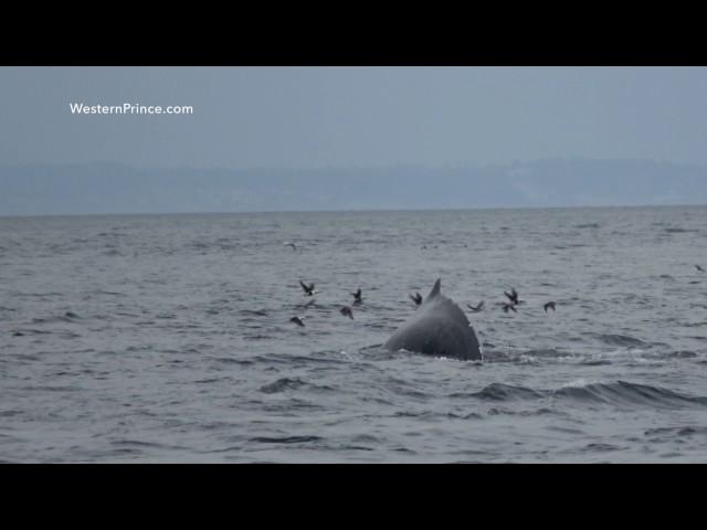 Humpback Whale "Big Momma" - Western Prince Whale Watching - San Juan Island, WA