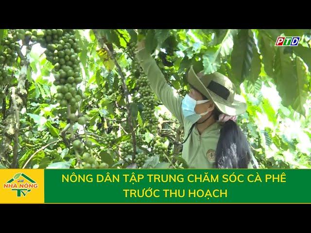 Nông dân tập trung chăm sóc cà phê trước thu hoạch