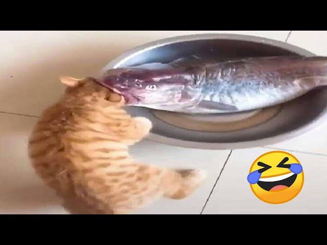 Funniest Cats and Dogs Videos 2024  Best Funny Animal Videos  Funny Pets Zone #6