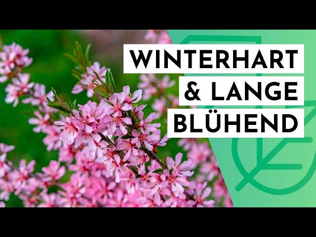 20 winterharte & langblühende STRÄUCHER für DEINEN Garten (max. 2m hoch)