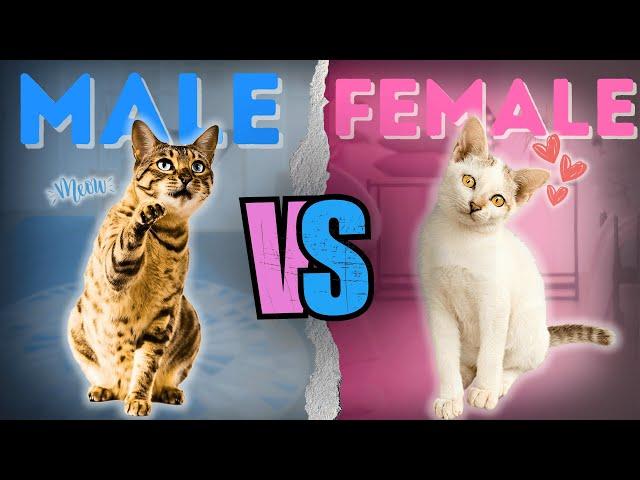 Male or Female Cat: 7 Key Differences You Didn't Knew