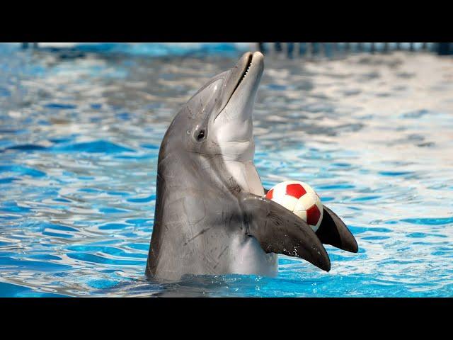 Dolphin Show in Dubai FULL VIDEO | Sea World's Dolphin Show Live