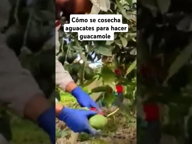 Cómo se hace guacamole #cómosehace #guacamole