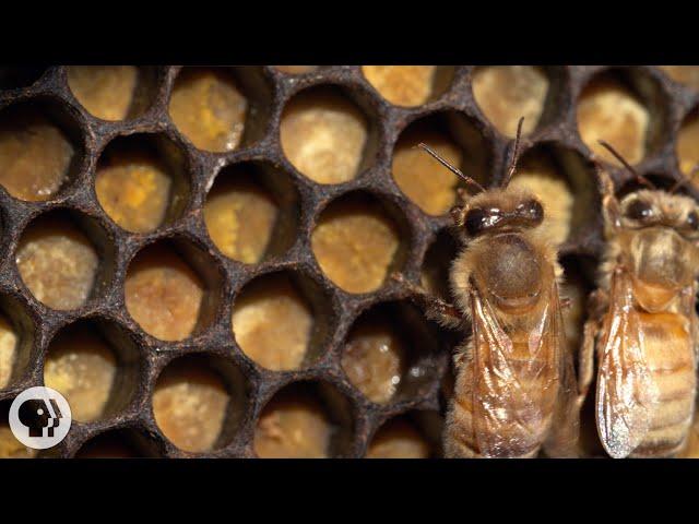 Honey Bees Make Honey ... and Bread? | Deep Look