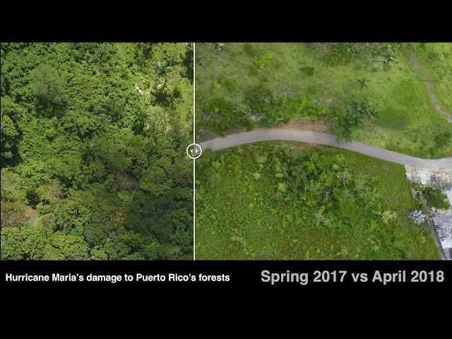 Hurricane Maria Before/After Air Photos of Puerto Rican Forests