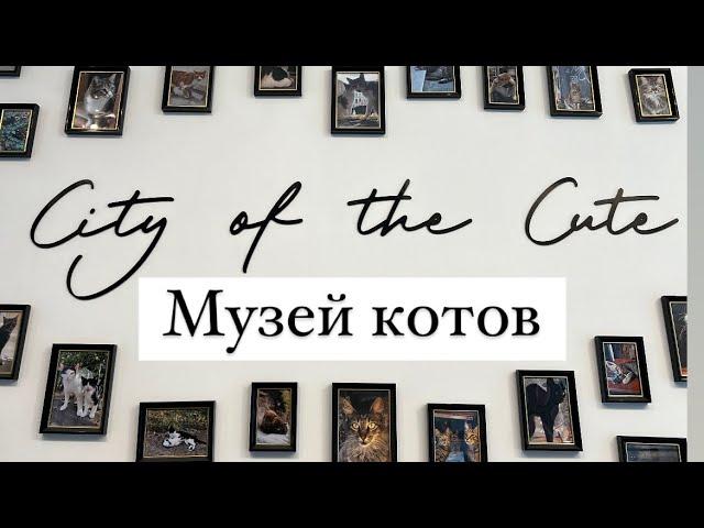 Музей кота в Стамбуле: куда зайти около Галаты