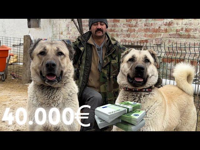 40000 EURO PRICE KANGAL DOGS | AWASOME  QUALITY !!!