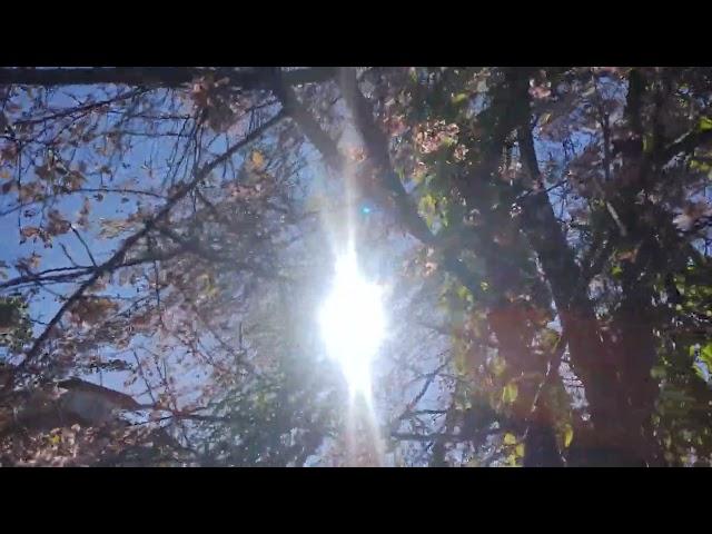 Cherry Blossoms in Shillong on November 8