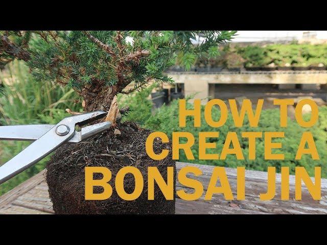 Creating a Jin on a Bonsai Tree