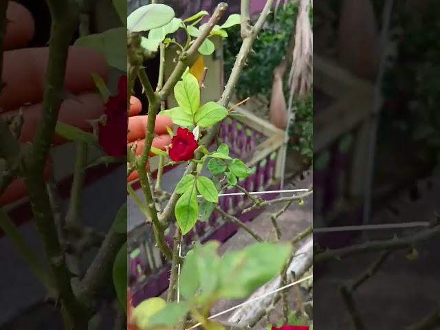 rose  #rose #rosecare #flowers #rosetips #gardening #plants #rosegrowthing #viralvideo #video