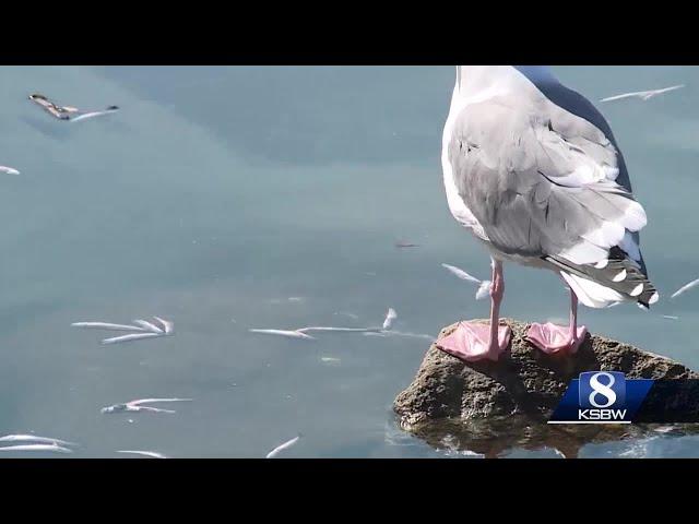 Dead anchovies fill Santa Cruz Harbor