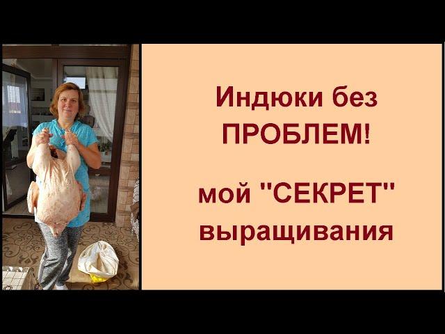 Индюки в домашних условиях без проблем!