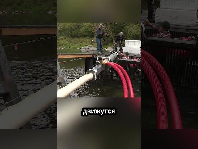Как работает Сомон Канон!