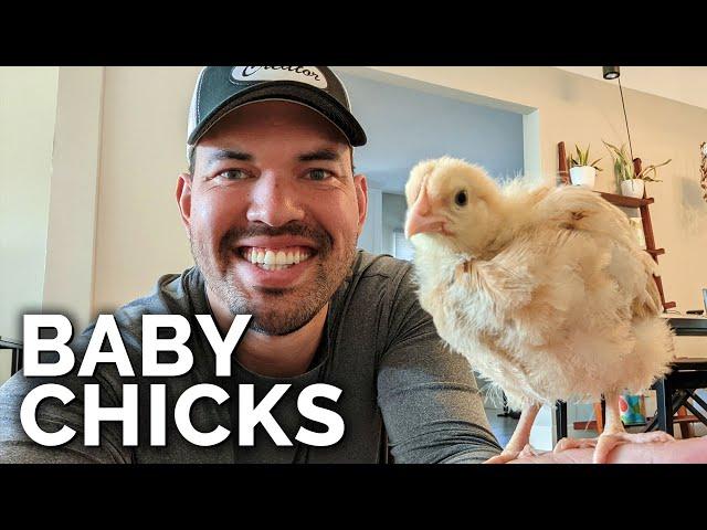 Raising Baby Chicks at the Homestead!