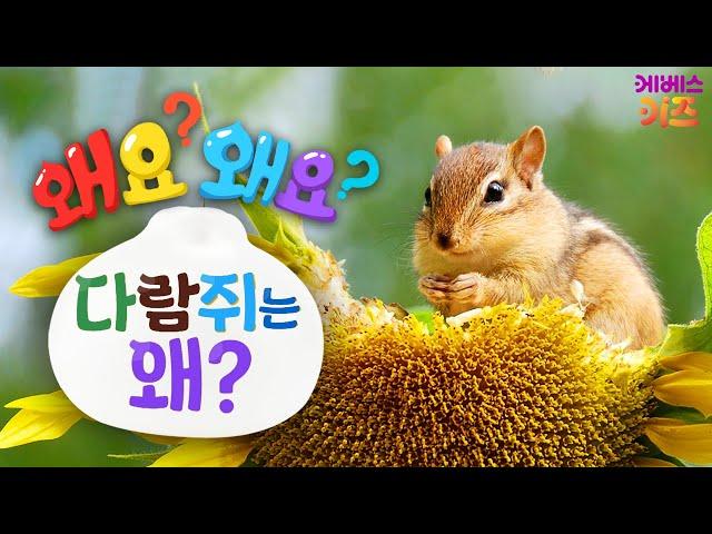 숲 속을 누비는 다람쥐! 다람쥐는 왜?ㅣ왜요? 왜요? 궁금할 만두ㅣKBS 240328 방송