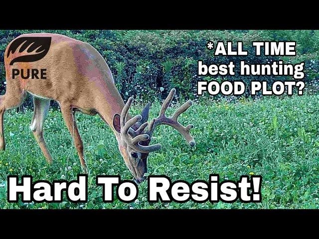 The Best Food Plot For Hunting?