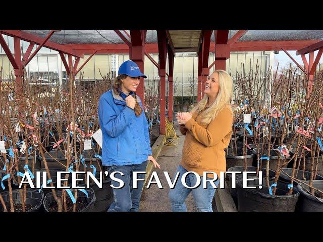 Aileen's FAVORITE Topic: Bare Root Fruit Trees! :: All About Bare Root Fruits with Van Winden's