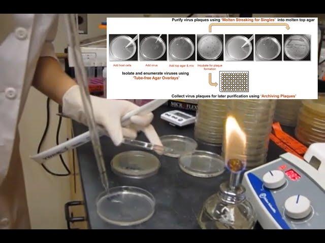 Demo of the quick & easy tube-free agar overlay for phage discovery, plaque assays, and purification