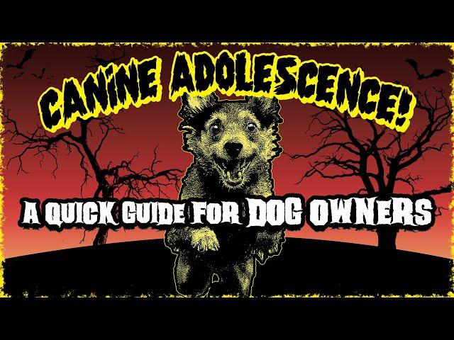 Dog Adolescence: A Quick Guide for Puppy Owners