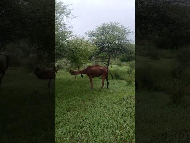 #camel_racing #camelsofdesert koobhat sweet tree one of the favourite tree of camels