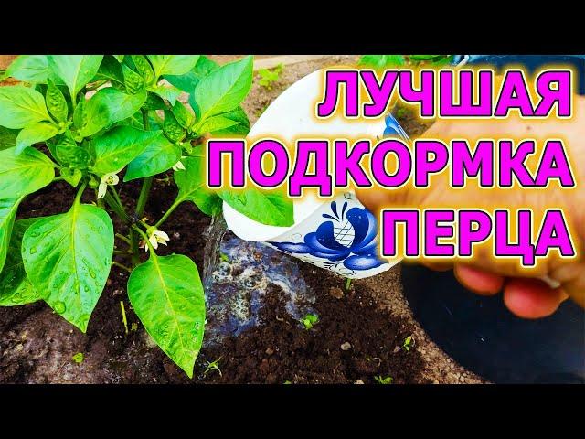 Перец вырастает с кулак после этой подкормки!  Чем подкормить сладкий перец. Выращивание перца.