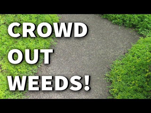 TEN Ground Covers for Weed Control +2019 May Urban Garden/Edible Landscape Tour Albopepper Walk-thru