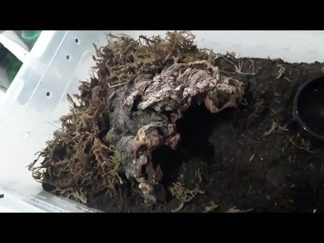 lasiodora Parahybana #video #fanggang  #tarantula #tarantulasoftheworld