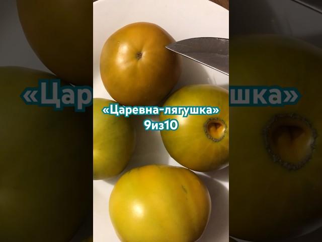Сорта томатов 2024.#сортатоматов #огородсвоимируками #открытыйгрунт #помидоры #огород #грядки #дача