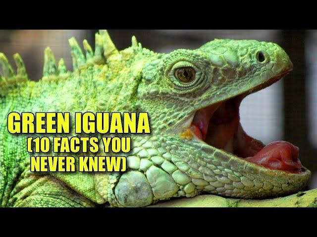 Green Iguana  (10 FACTS You NEVER KNEW)