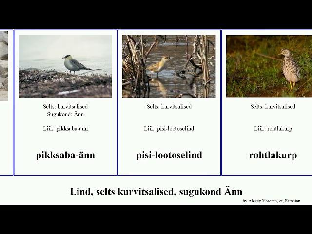 Lind, selts kurvitsalised, sugukond Änn bird krokodillilind pikksaba-änn rohtlakurp tšiili tulemaa