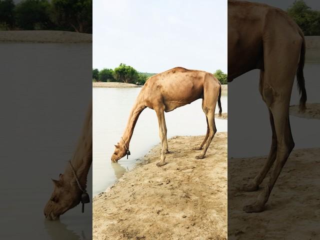 Female camel is drinking water #shorts