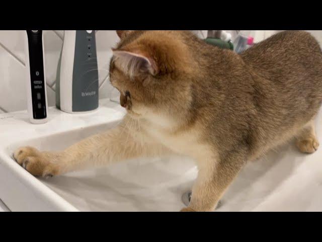 Кошка СОНЯ МОЕТ раковину