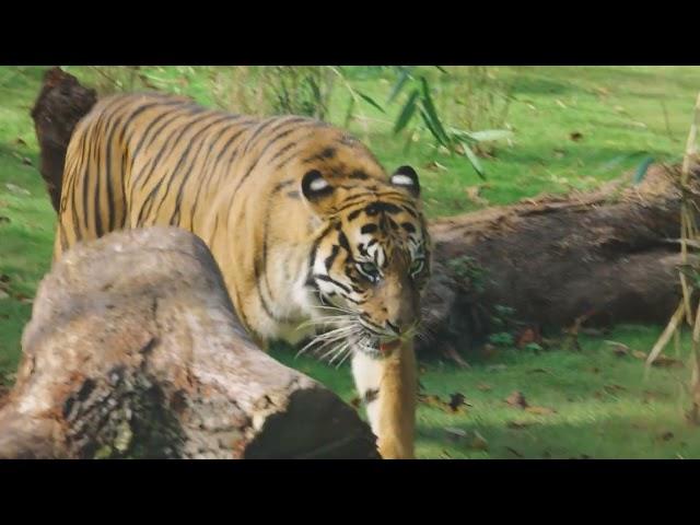 Tiger Lodge at West Midland Safari Park