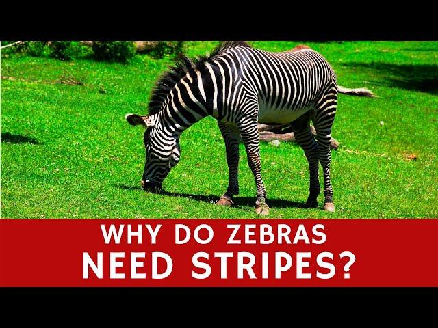 Why do Zebras Need Stripes? (Basic Animal Facts for Learners)