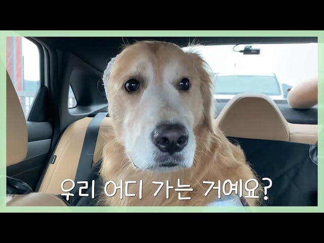 [Jeju island] The first day of the family trip in Jeju with my Retriever, Mungchi